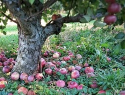 apples on ground next to tree