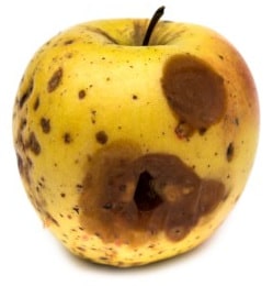 bad apple