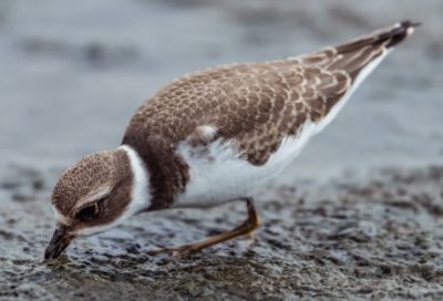 bird pecking