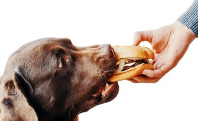 dog eating hamburger