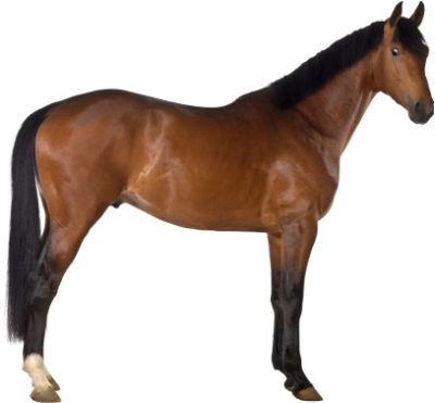 horse