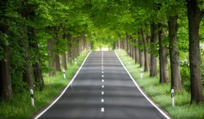 road and trees