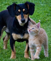 Cat with dog