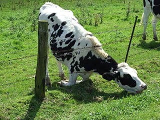 Cow eating grass