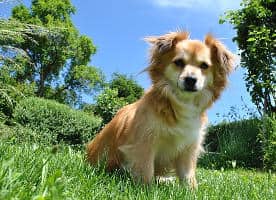 dog in garden