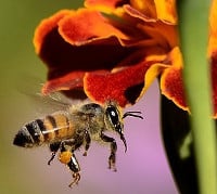 bee