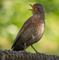 bird singing