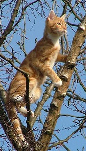 cat in tree