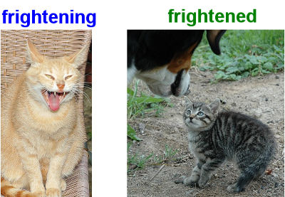 frightening and frightened cats