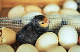 chicks hatching