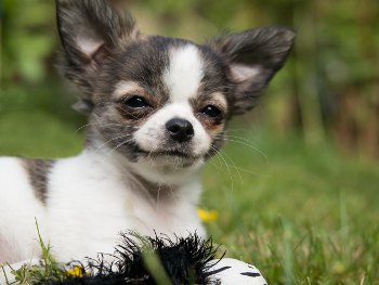 The dog is in the garden