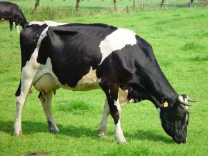 cow