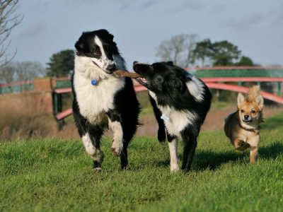 Dogs enjoying themselves